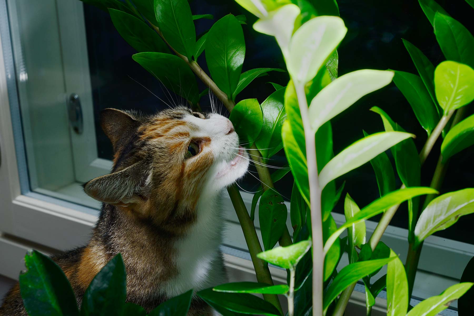 Is Poinciana Toxic to Cats? 